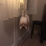 喵星人的世界你別想懂~ 32張飼主發現「我養的貓有點不對勁」的傻眼瞬間