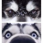 一張圖「最直觀」看出哈士奇vs.阿拉斯加犬!網笑瘋:人若呆看面就哉