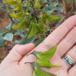 樹枝上竟長出「青色蜂鳥」 神奇蜂鳥花形成原因獲讚嘆:大自然的恩賜!