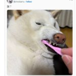 白柴「太不愛刷牙」猙獰臉想抗拒 表情太兇主人問:你誰?