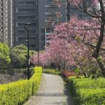 淡水北投子溪畔櫻花盛開 3.5公里步道成粉白花海
