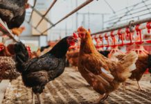 寒流會讓雞蛋變貴且難買? 蛋達人揭殘酷真相:母雞比想像中怕冷